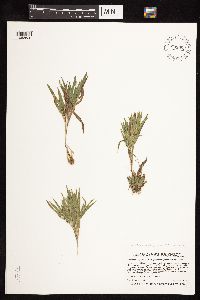 Dichanthelium praecocius image