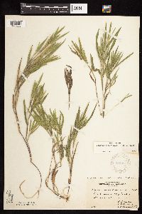 Dichanthelium praecocius image