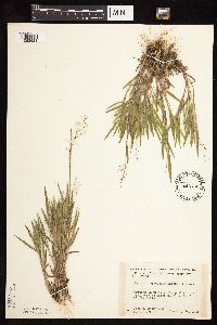 Dichanthelium praecocius image