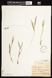 Dichanthelium praecocius image