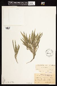 Dichanthelium praecocius image