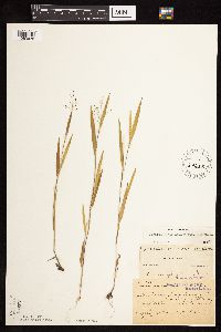 Dichanthelium praecocius image