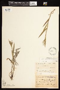 Dichanthelium praecocius image