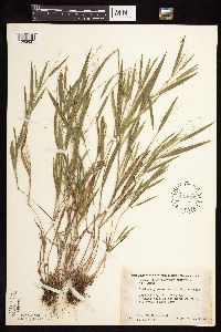 Dichanthelium praecocius image