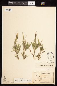 Dichanthelium praecocius image