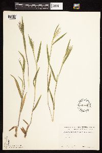 Dichanthelium praecocius image