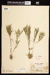 Dichanthelium praecocius image