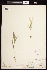 Dichanthelium praecocius image