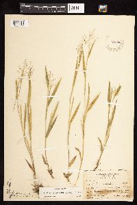 Dichanthelium praecocius image