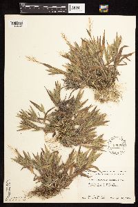 Media resource of Dichanthelium ovale