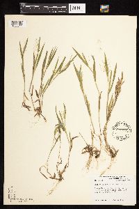 Dichanthelium praecocius image