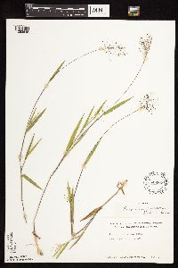 Dichanthelium praecocius image