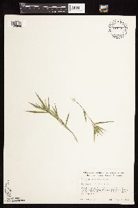 Dichanthelium praecocius image