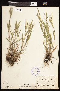 Dichanthelium praecocius image