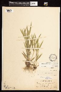 Dichanthelium praecocius image
