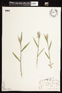 Dichanthelium praecocius image