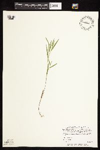 Dichanthelium praecocius image