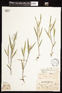 Dichanthelium praecocius image