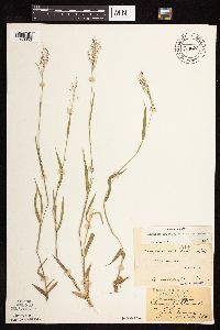 Dichanthelium praecocius image