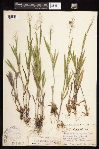 Dichanthelium praecocius image