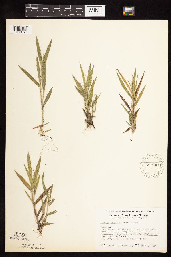 Dichanthelium praecocius image