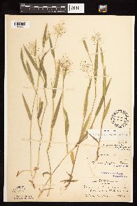 Dichanthelium praecocius image