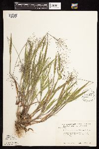 Dichanthelium praecocius image