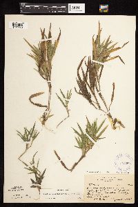 Dichanthelium praecocius image