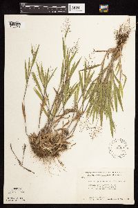 Dichanthelium praecocius image