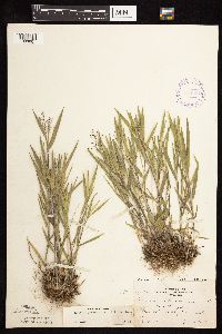 Dichanthelium praecocius image