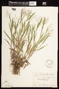 Dichanthelium praecocius image