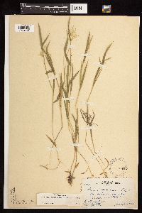 Dichanthelium praecocius image