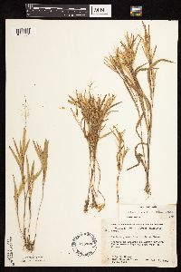 Dichanthelium praecocius image