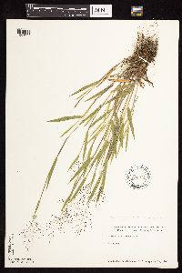 Dichanthelium praecocius image