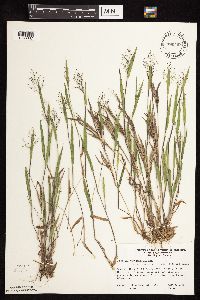 Dichanthelium praecocius image