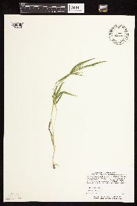 Dichanthelium praecocius image