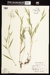 Dichanthelium praecocius image