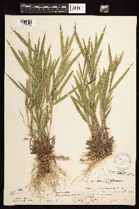 Dichanthelium praecocius image