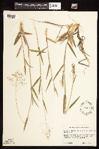 Dichanthelium ovale subsp. pseudopubescens image