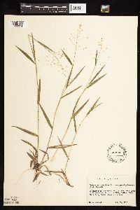 Dichanthelium ovale subsp. pseudopubescens image