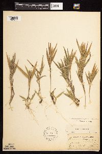 Dichanthelium ovale subsp. pseudopubescens image