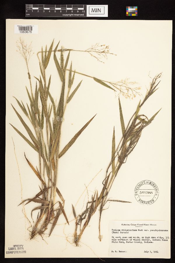 Dichanthelium ovale subsp. pseudopubescens image