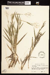 Dichanthelium ovale image