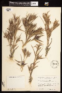 Dichanthelium ovale subsp. pseudopubescens image