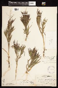 Dichanthelium ovale subsp. pseudopubescens image