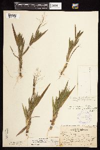 Dichanthelium ovale subsp. pseudopubescens image