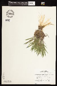 Dichanthelium ovale subsp. pseudopubescens image