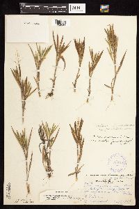 Dichanthelium ovale subsp. pseudopubescens image