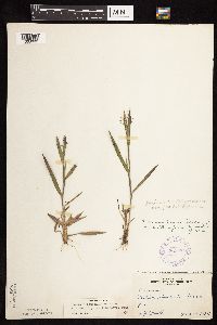 Dichanthelium commonsianum image