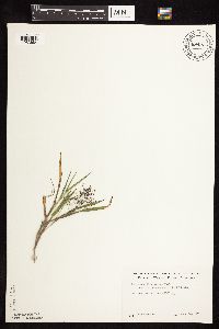 Dichanthelium ovale subsp. pseudopubescens image